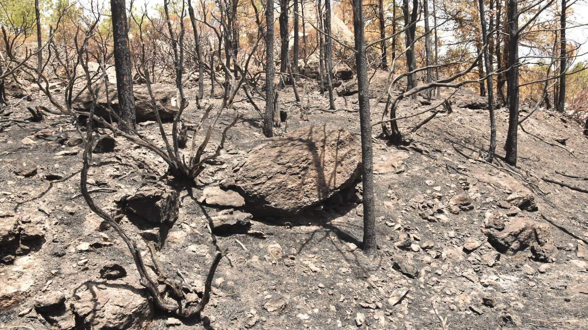 INCENDIO FORESTAL  (2)